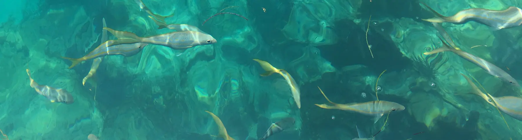 Fishing for Yellowtail Snapper in the Florida Keys