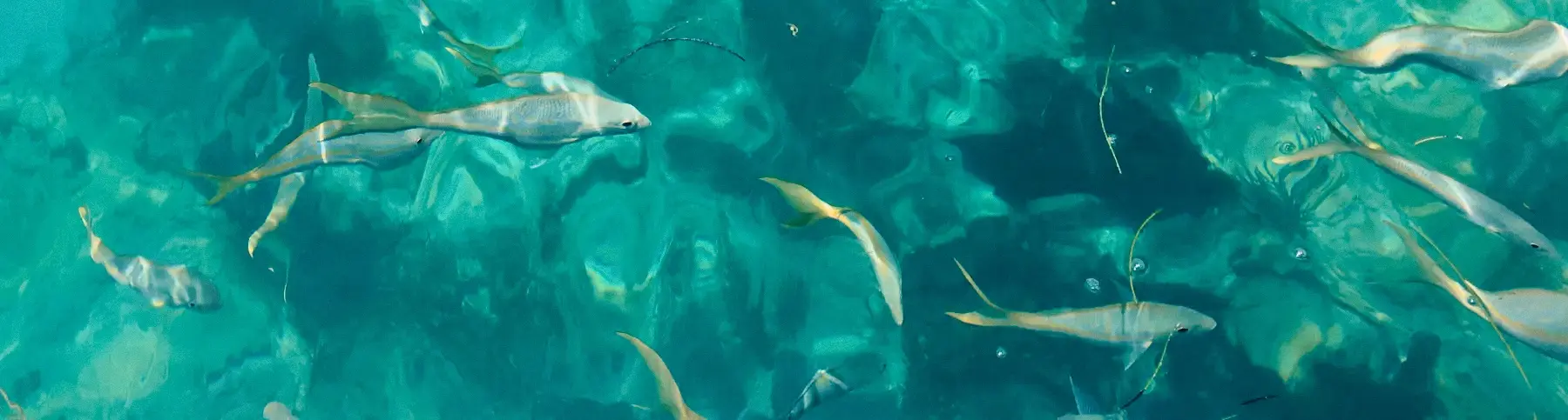 Fishing for Yellowtail Snapper in the Florida Keys